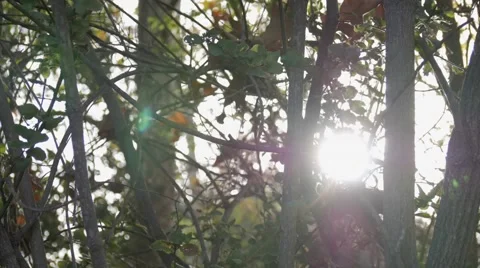 3 combined Forest, Trees and Sunflare slider shots Stock Footage 50445255
