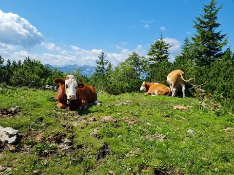 3 Cows with Alps in the background Stock-Fotos