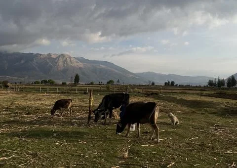 3 cows feeding in open field Stock Photos