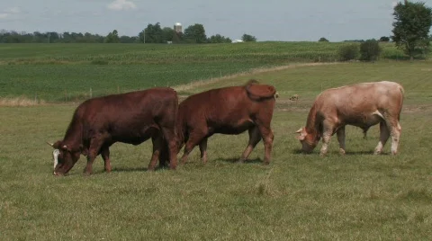 3 Cows grazing profile Stock Footage 512136