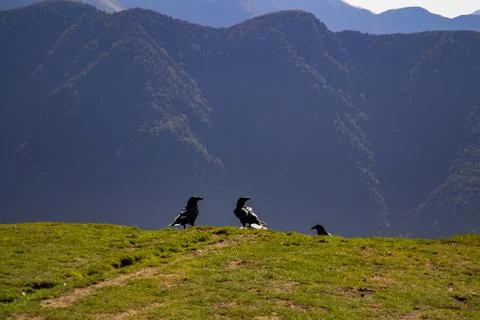 3 Crows up the hill. 写真素材