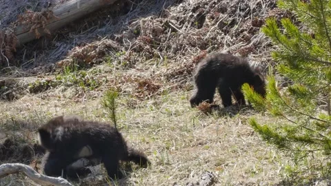 3 Cubs Playing Stock Footage 178516484