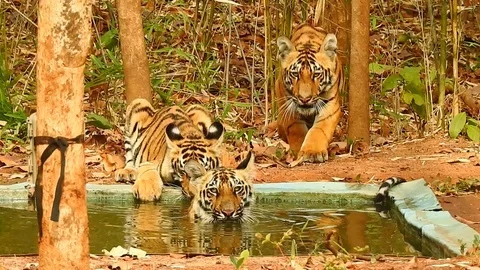 3  cubs of Tigress "Kali" simultaneously Drinking water Stock Footage 109403145