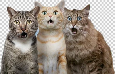 3 cute cat Stock Photos