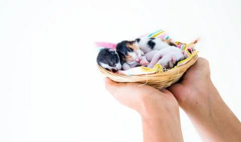 3 Days old Kitty in a Basket Stock Photos