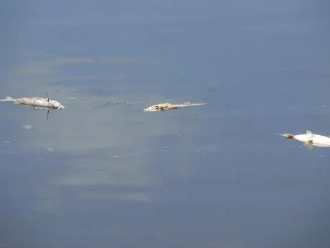 3 dead fish. Stock Photos