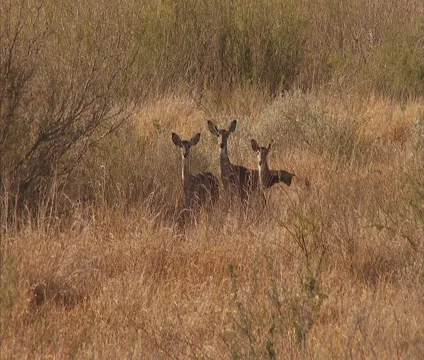 3 Deer Doe Watching Stock Footage 2344861