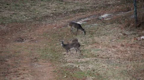 3 deer eating in a field Stock Footage 8972114