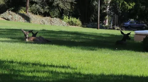 3 Deer Lay In A Park 스톡 동영상 11902071
