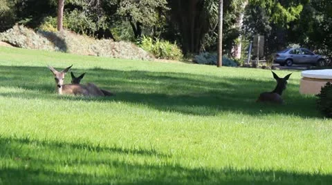 3 Deer Lounging 스톡 동영상 11902045