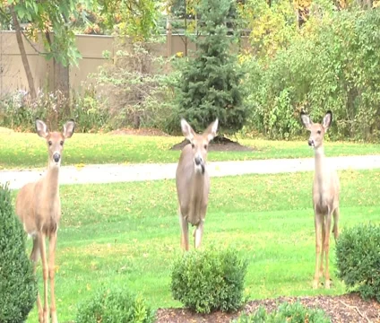 3 Deer In a Row, Middle One Eats Leaf Stock Footage 1033625