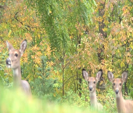 3 Deer Standing in a Row Stock Footage 1033666