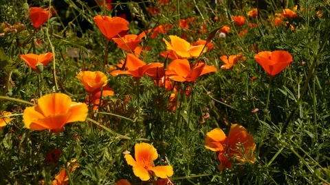 3 different shots of red and orange poppies Video stock 130012668