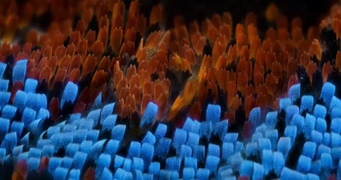 3-dimensional orange and blue butterfly wing scales, moving microscopic 8X Stock Footage 260337484