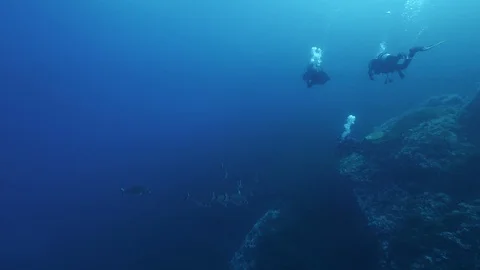 3 diver next to a school of sharpsnout seabream, Ustica, Mediterranean sea Stock Footage 124851610