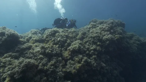 3 divers swim in profile on the rocks covered with seaweed, Ustica, Med sea Stock Footage 124500456