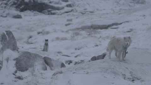 3 dogs looking at camera snowy landscape, 6K Stock Footage 311119086