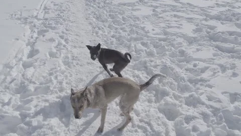 3 dogs playing in the snow Stock Footage 310534568