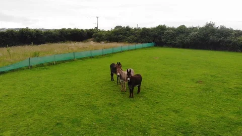 3 donkeys Vidéo 122951538