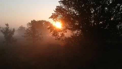 3 drone flying to the sun through the trees and morning fog 2 Video stock 114350371