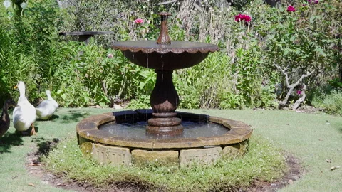 3 Ducks and 2 geese waddle around an ornate backyard fountain Stock Footage 153454338