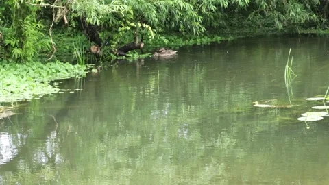 3 ducks and a coot on a river with light rain and birds sounds Video stock 133636062