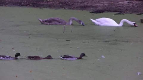 3 ducks cruise like a tiny train Stock Footage 318084336