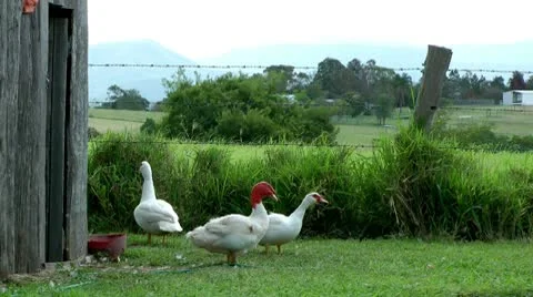 3 ducks Stock Footage 10577680
