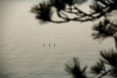 3 ducks hovering above water Stock Photos