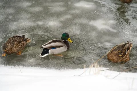 3 ducks Stock Photos