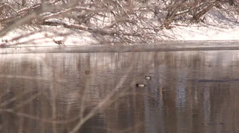 3 ducks in river Stock Footage 34273679