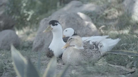 3 DUCKS SITTING IN THE GRASS ONE OF THE DUCKS IS PREEING IT SELF SLOW MOTION Stock Footage 100774273