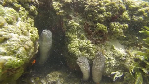 3 eels with small fish swimming around them, Seychelles. Video stock 142772490