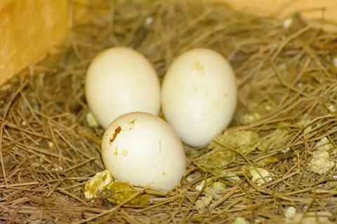 3 eggs on a pile of straw Foto stock