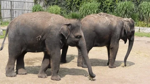 3 Elephants walking around Stock Footage 42856593