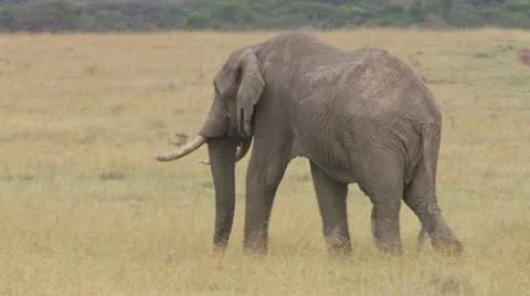 3 Elephants walking Stock Footage 12652535