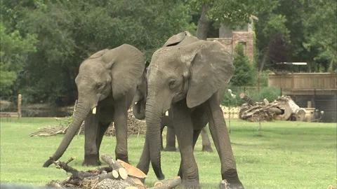 3 elephants walking in zoo Vidéo 227023310