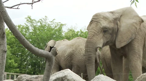 3 elephants in a zoo Video stock 63927760
