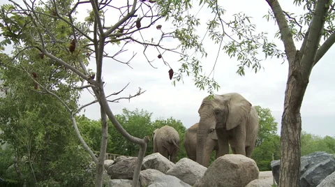 3 elephants in a zoo Stock Footage 63928416