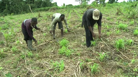 3 FARMERS CLEARING BRUSH WITH MACHETES 2 Stock Footage 59734610