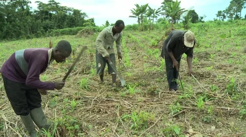 3 FARMERS USING MACHETES TO CLEAR BRUSH Stock Footage 59734533