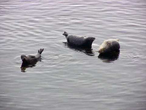3 Floating Seals Stock Photos