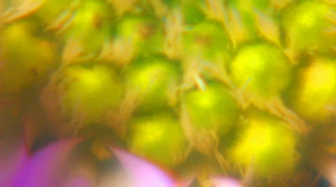 3 - Flowers Video stock 105346