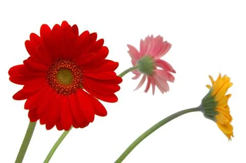 3 flowers Stock Photos