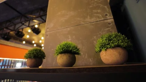 3 flowers in a pot Stock Footage 155738405