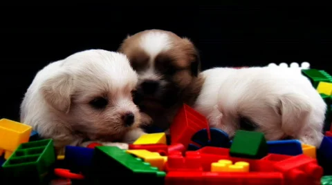 3 Fluffy Puppies Stock Footage 569022