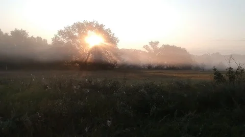 3 flying over a dawn meadow in the fog. rays of the sun through the branches Stock Footage 123402845
