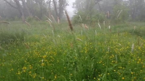 3 flying over a field in the summer in the fog Video stock 266942826
