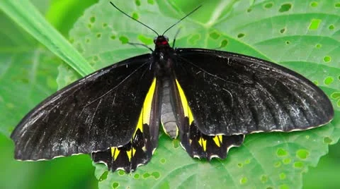 3 Stock Footage 10833415