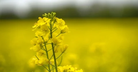 3 Forward tracking shot into rapeseed flowers close up, yellow field background. Stock Footage 90387944